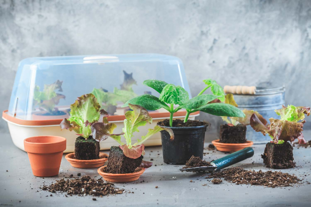 Jak w domu rozmnażać rośliny?