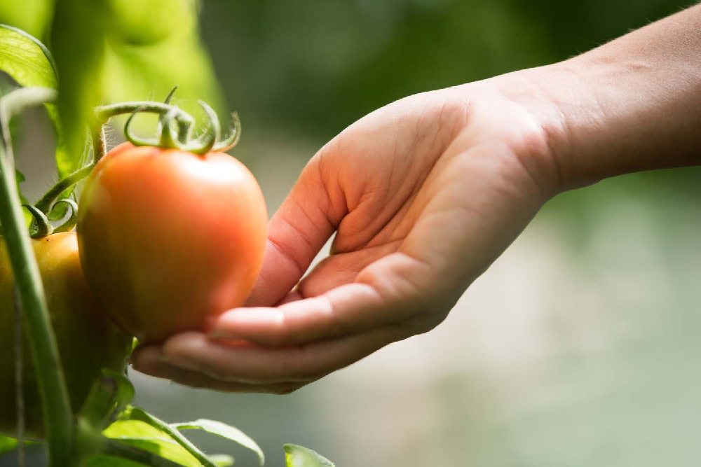 Jak sadzić pomidory w ogrodzie?